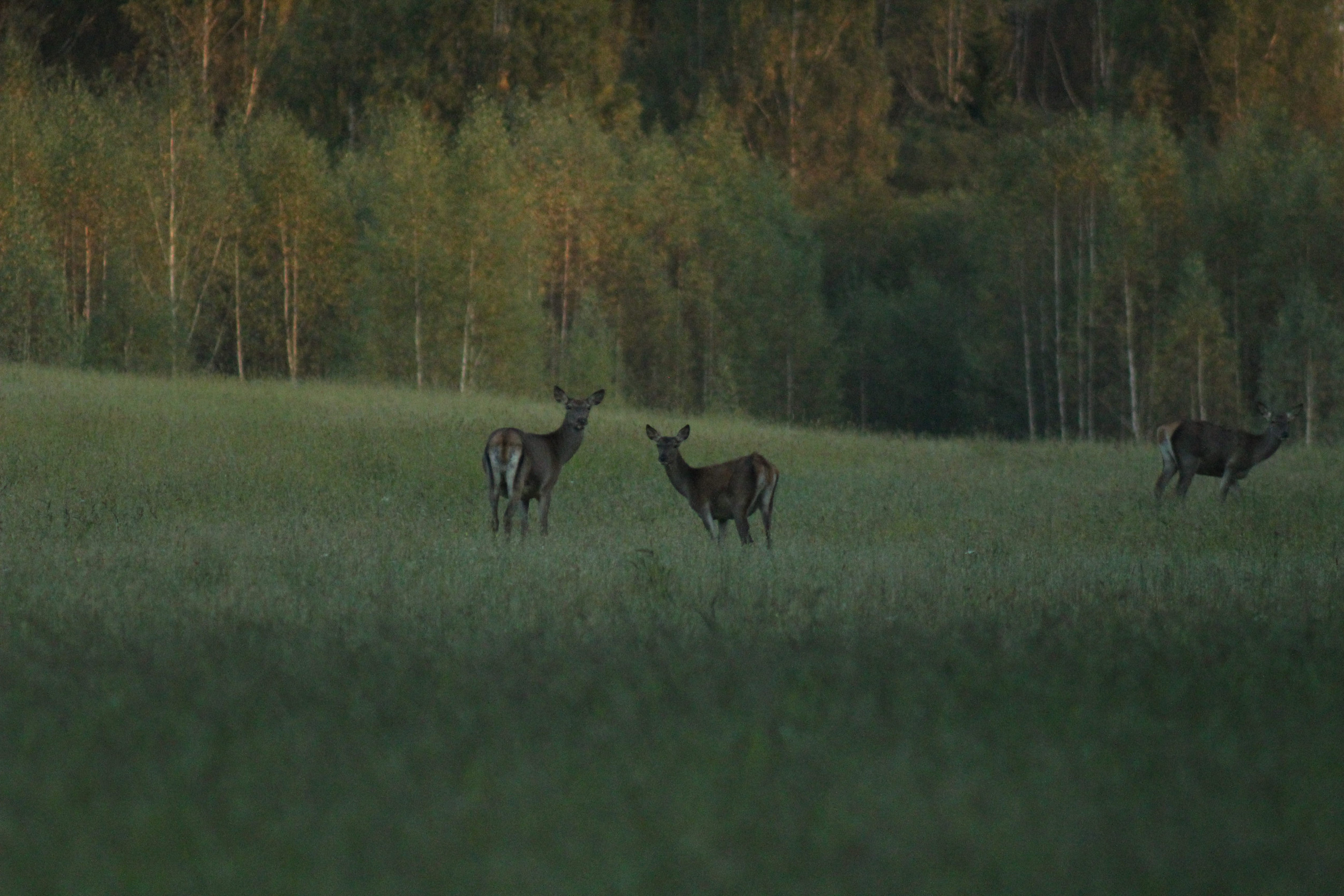 Buying Hunting Land in Minnesota? Check the Title First